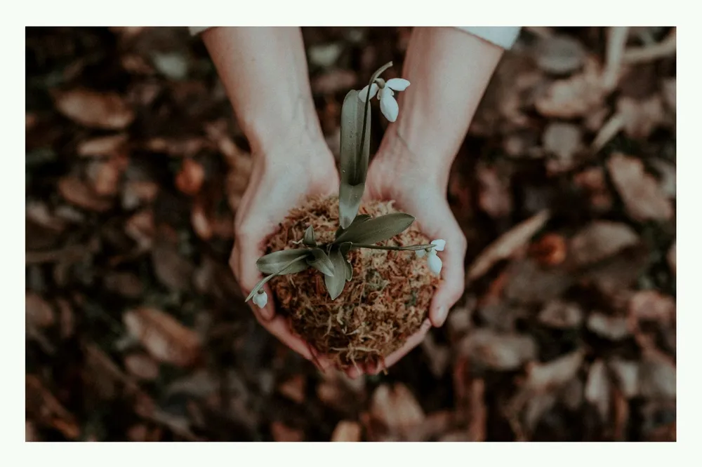 Two hands holding a small plant with soil above forest ground Two hands holding a small plant with soil above forest ground